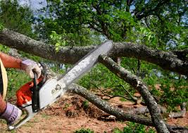 Why Choose Our Tree Removal Services in Vergennes, VT?