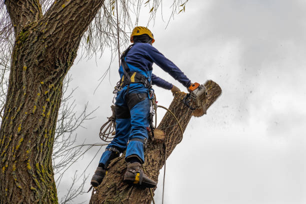 Leaf Removal in Vergennes, VT